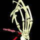 Digital scan showing the bone and cartilage of the sixth digit.